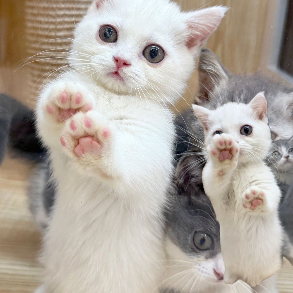 新竹曼赤肯貓舍,曼赤肯,曼赤肯推薦