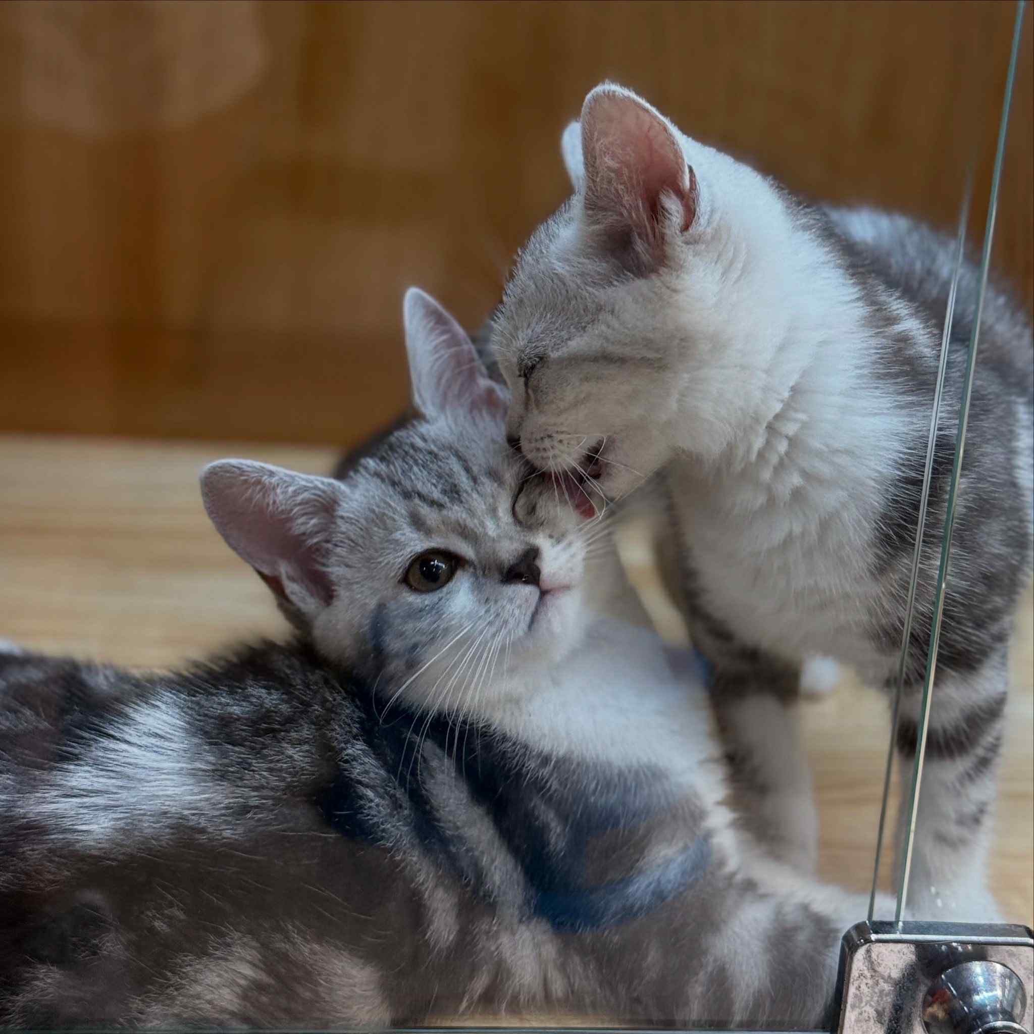 新竹貓舍,美國短毛貓,美國短毛貓推薦