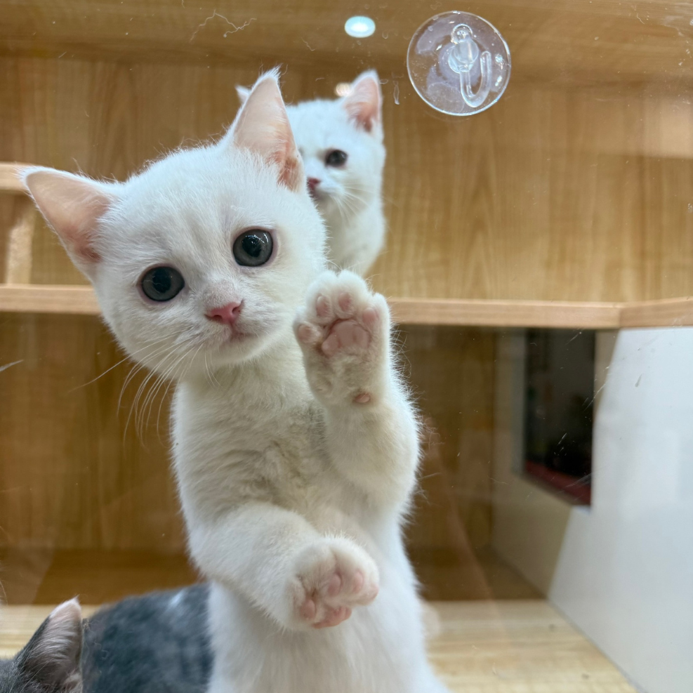 新竹英短貓舍,英短貓,英短貓推薦