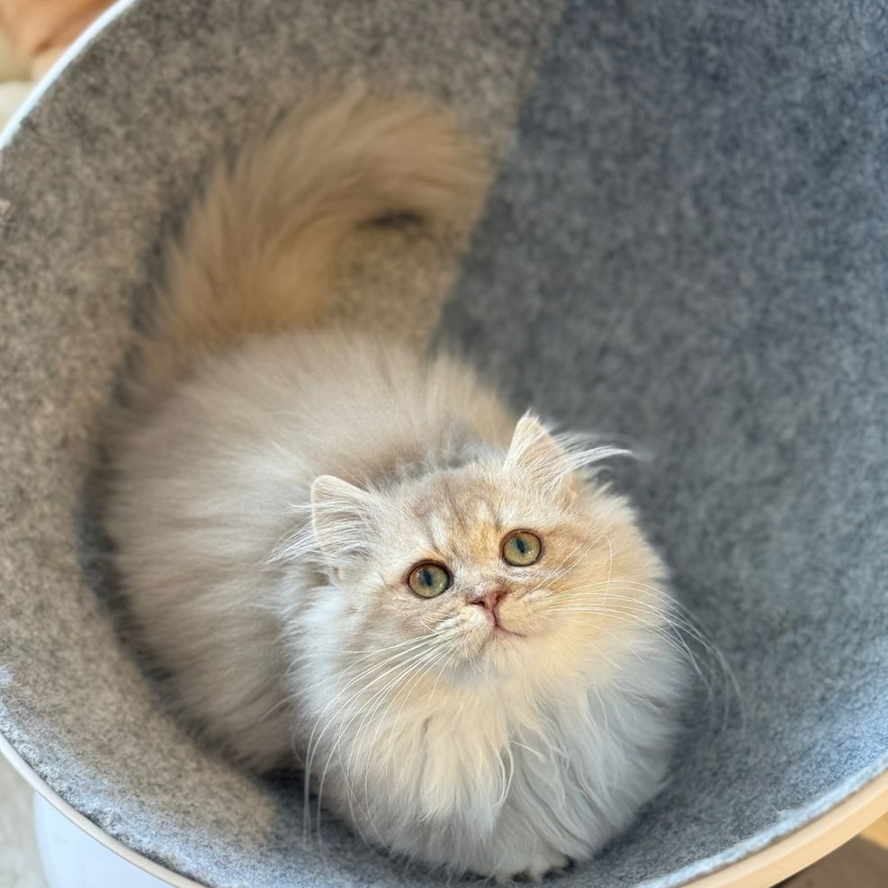 馬新竹貓舍,小步舞曲,小步舞曲推薦