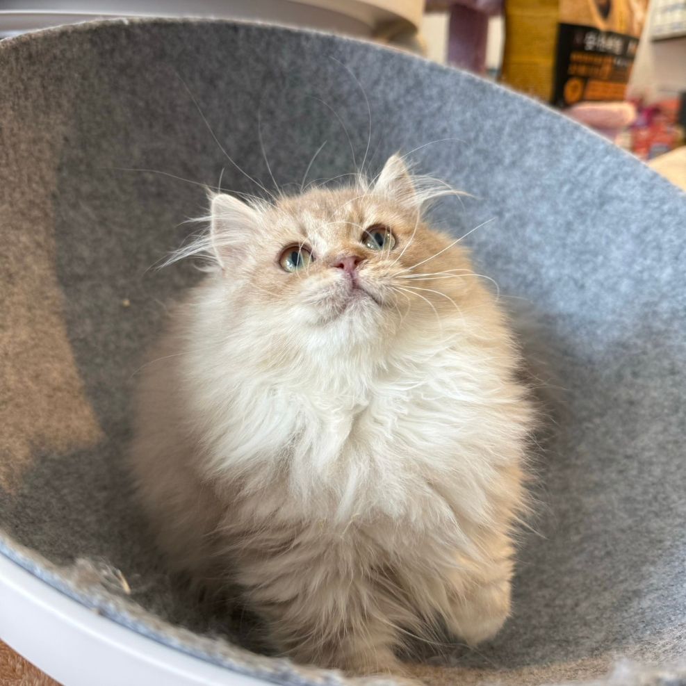 新竹小步舞曲貓舍,小步舞曲,小步舞曲推薦