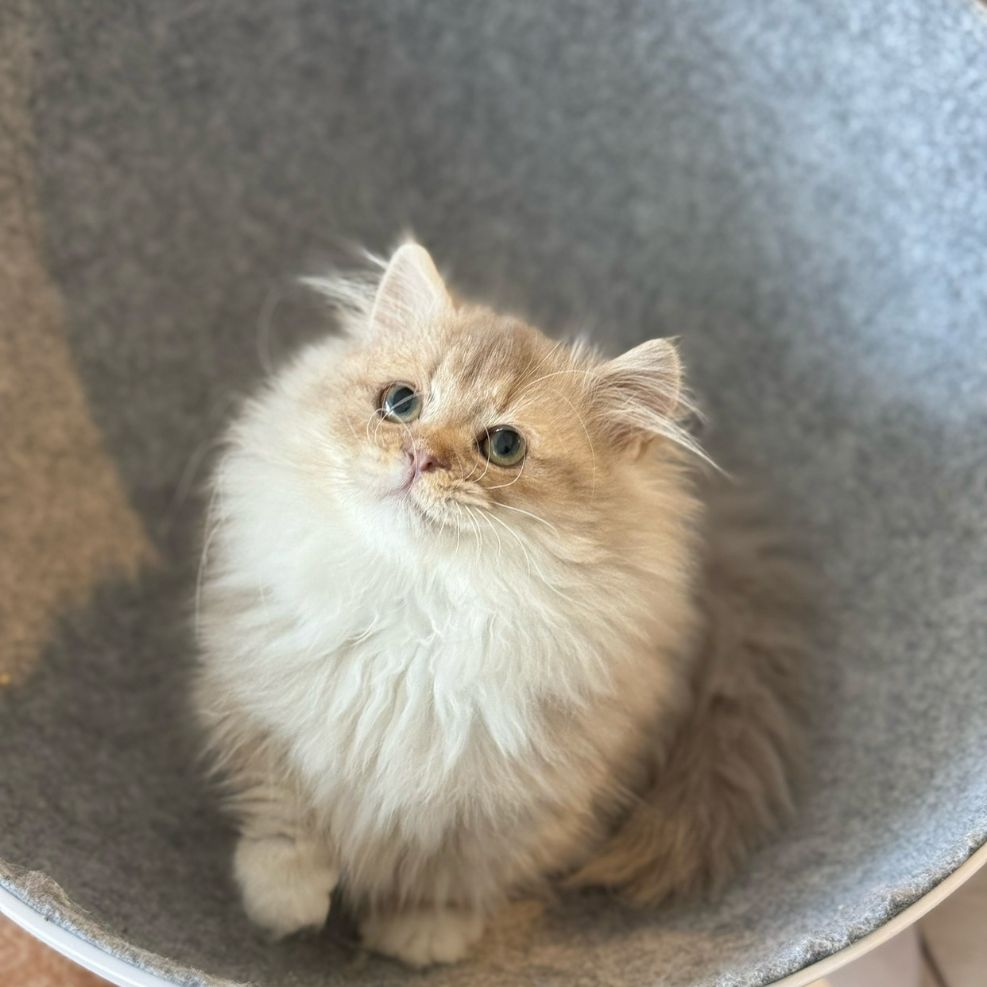 新竹小步舞曲貓舍,小步舞曲,小步舞曲推薦