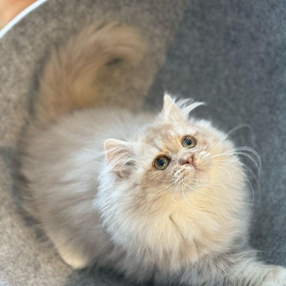 新竹小步舞曲貓舍,小步舞曲,小步舞曲推薦