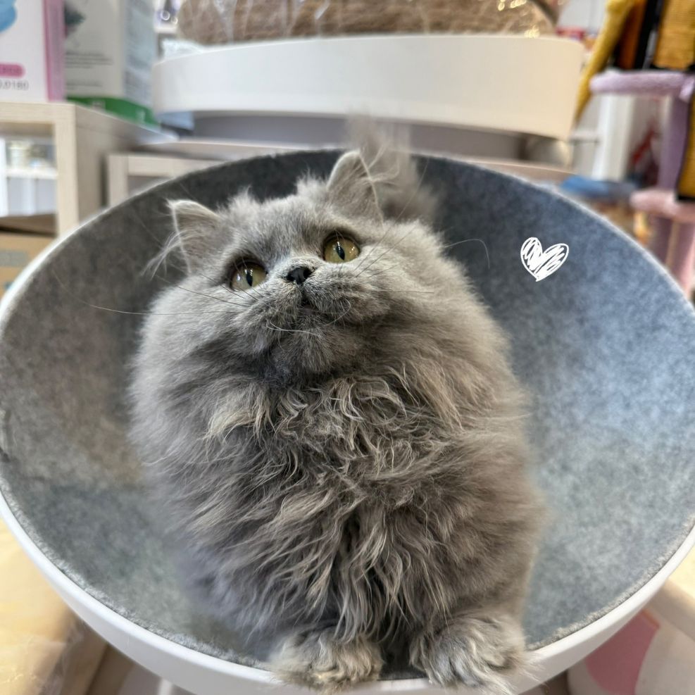 新竹貓舍,小步舞曲,小步舞曲推薦