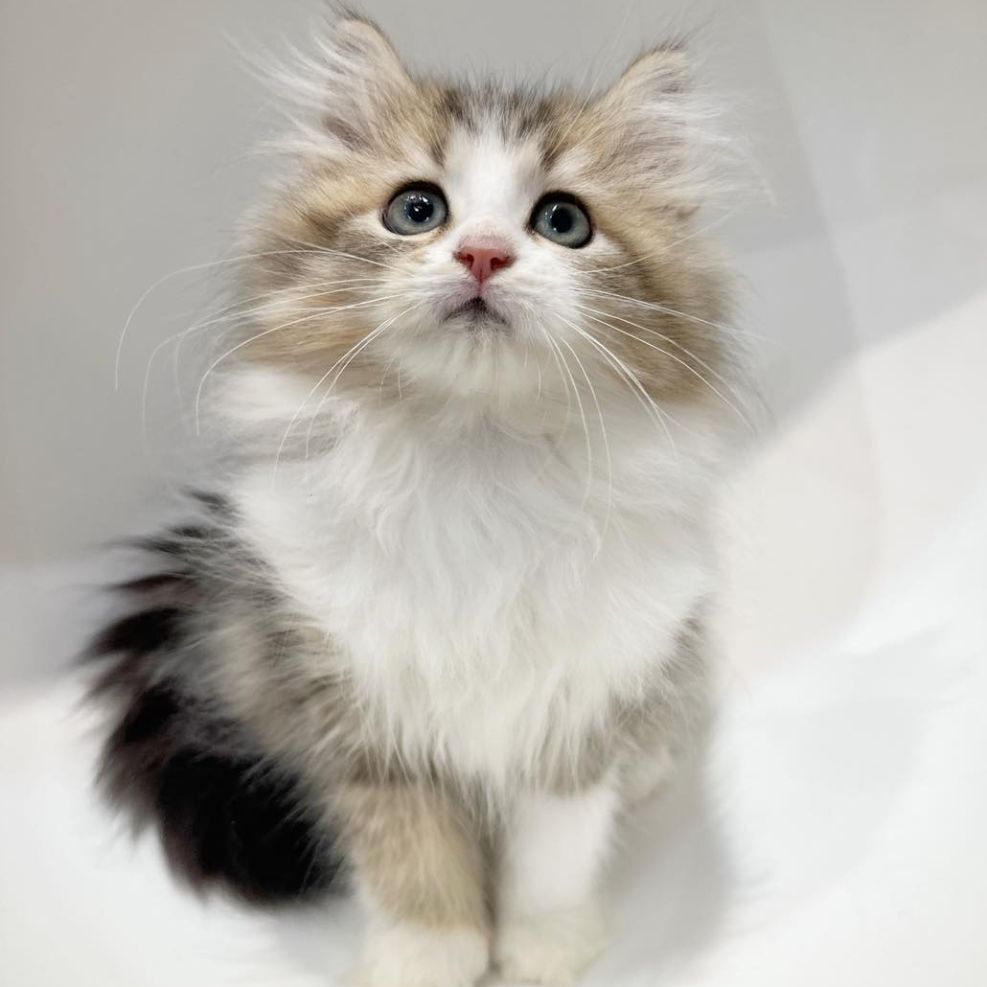 新竹貓舍,小步舞曲,小步舞曲推薦