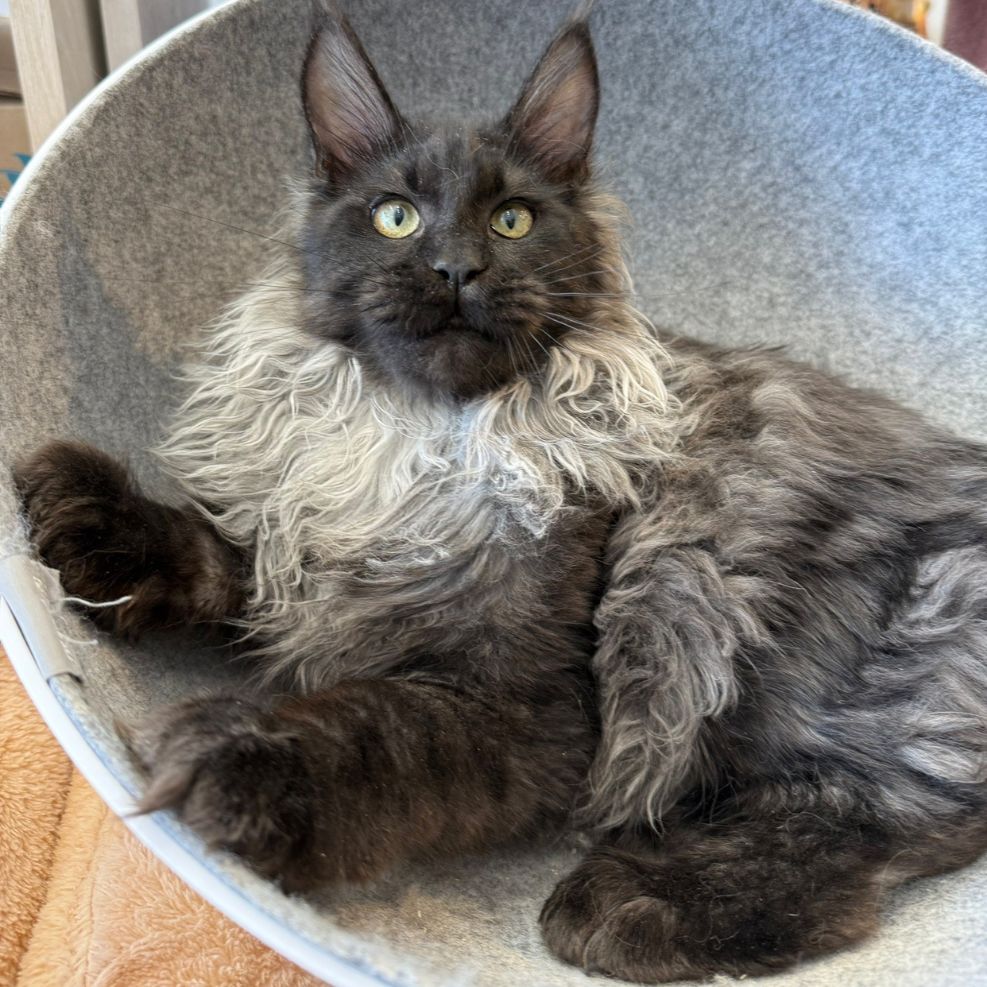 新竹緬因貓舍,緬因貓,緬因貓推薦