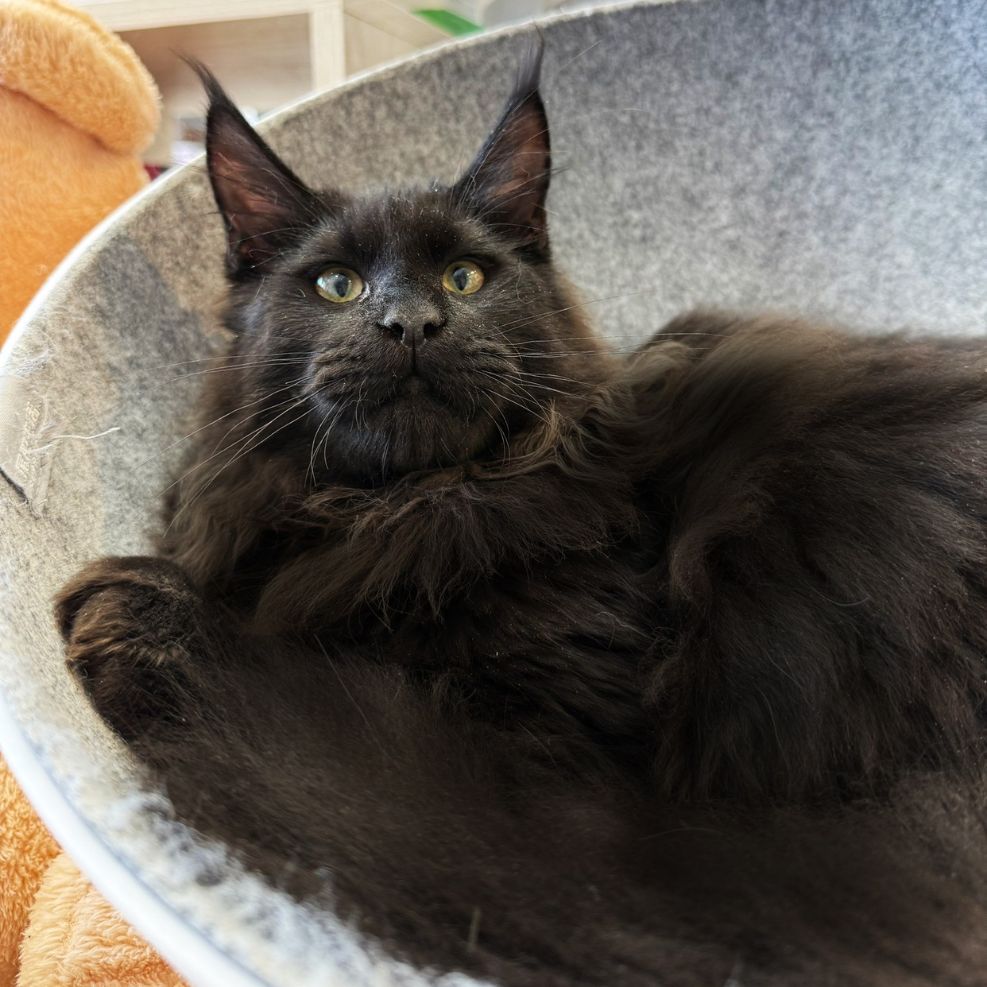 新竹緬因貓舍,緬因貓,緬因貓推薦