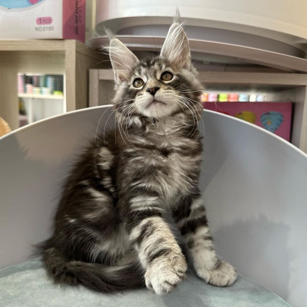 新竹緬因貓舍,緬因貓,緬因貓推薦