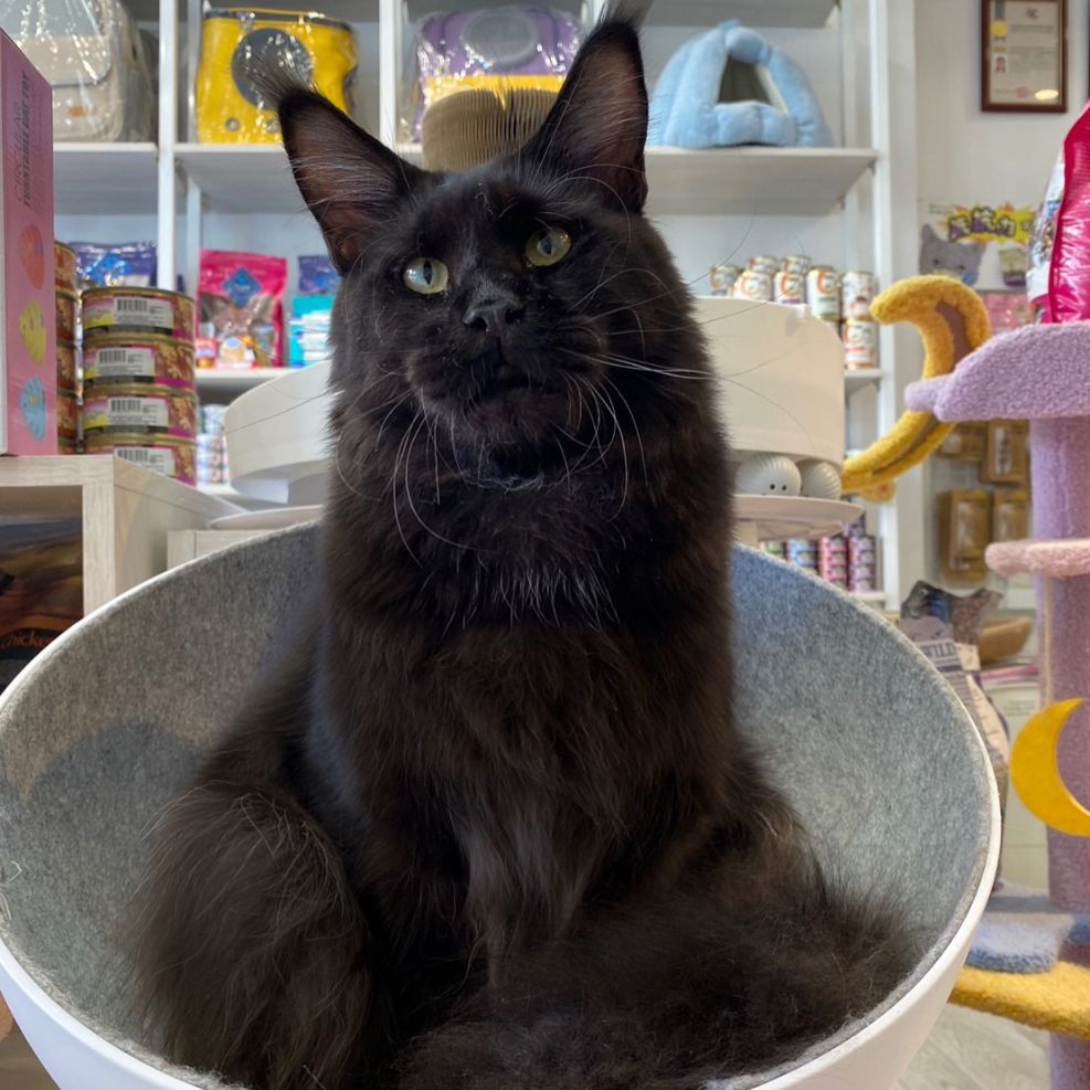 新竹貓舍,緬因貓