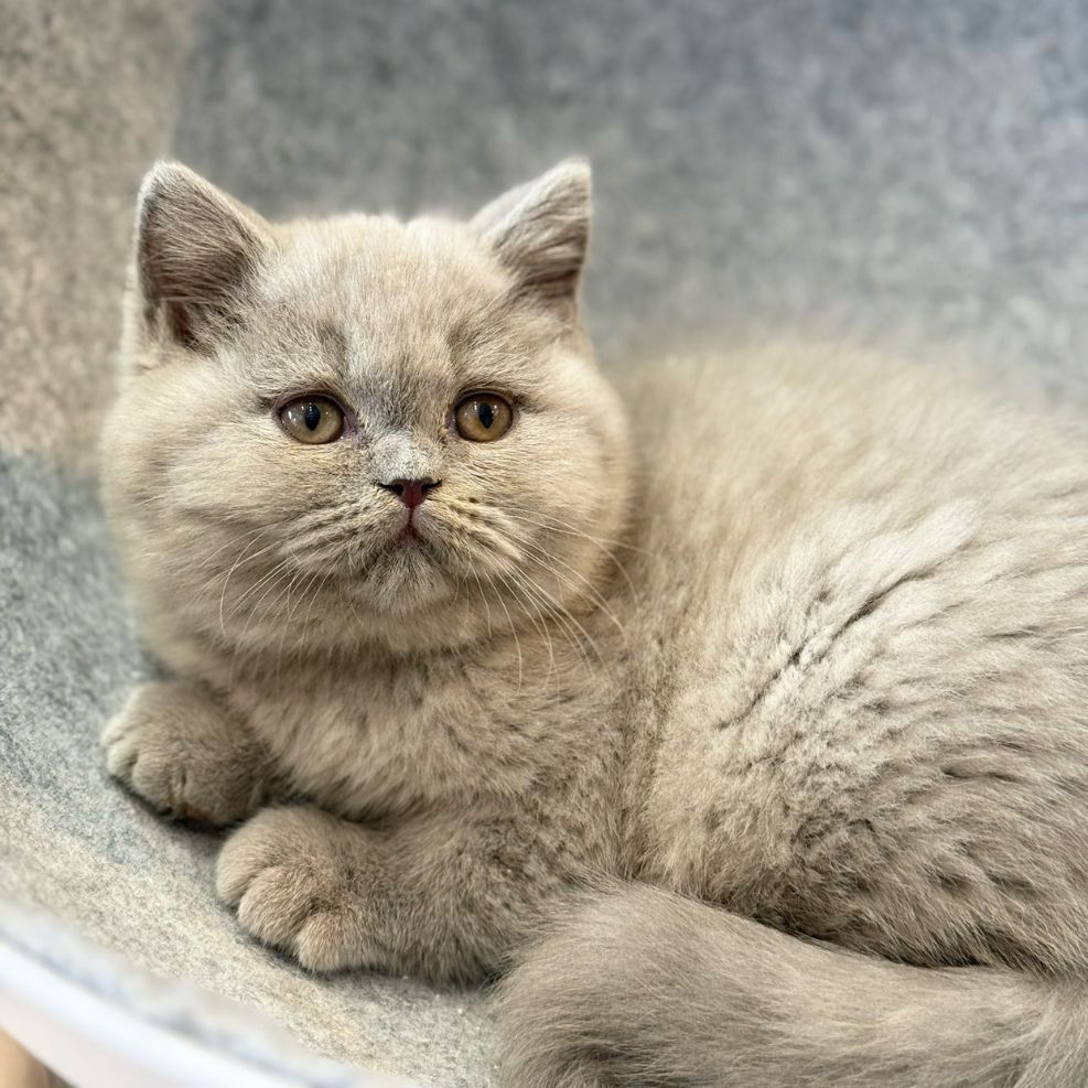 新竹貓舍,英短貓,英短貓推薦