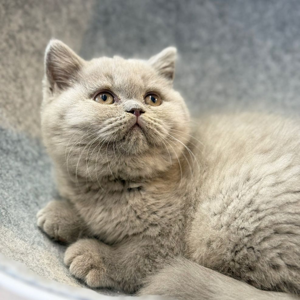 新竹英短貓舍,英短貓,英短貓推薦