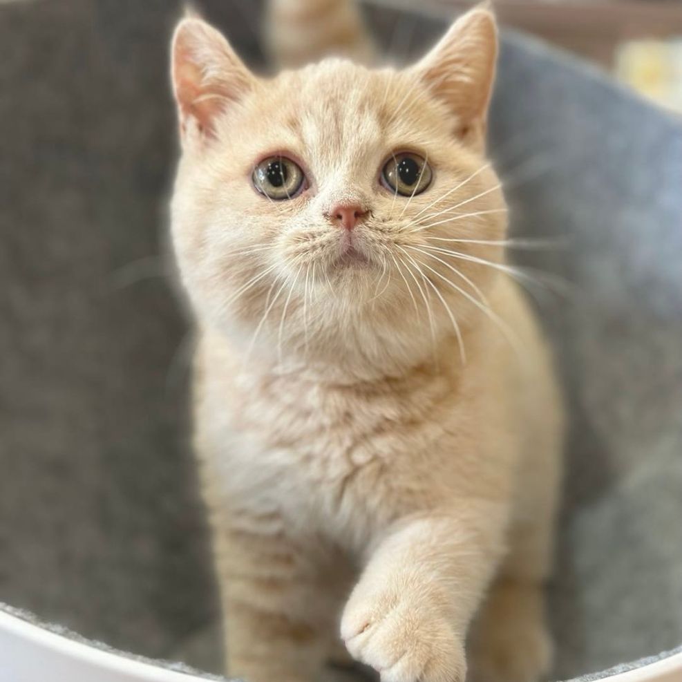 新竹英短貓舍,英短貓,英短貓推薦