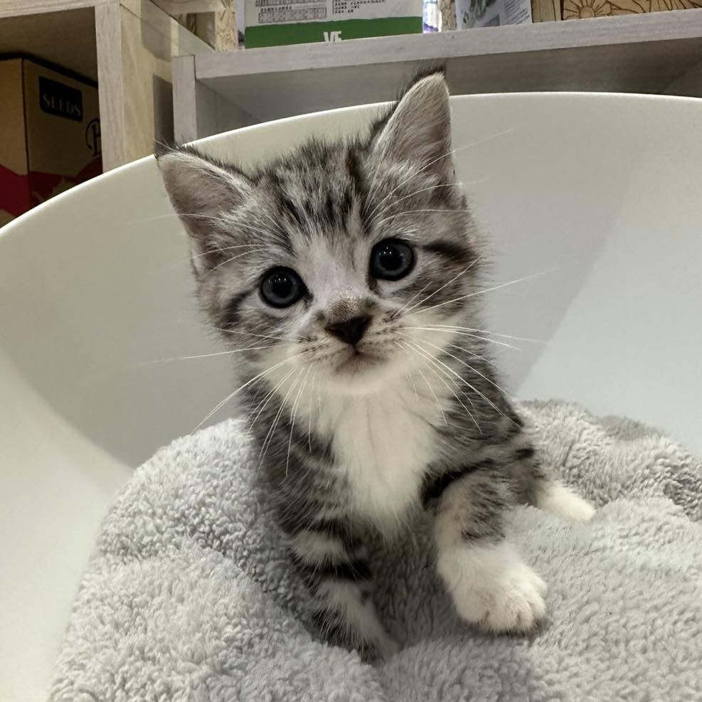 新竹曼赤肯貓舍,曼赤肯,曼赤肯推薦