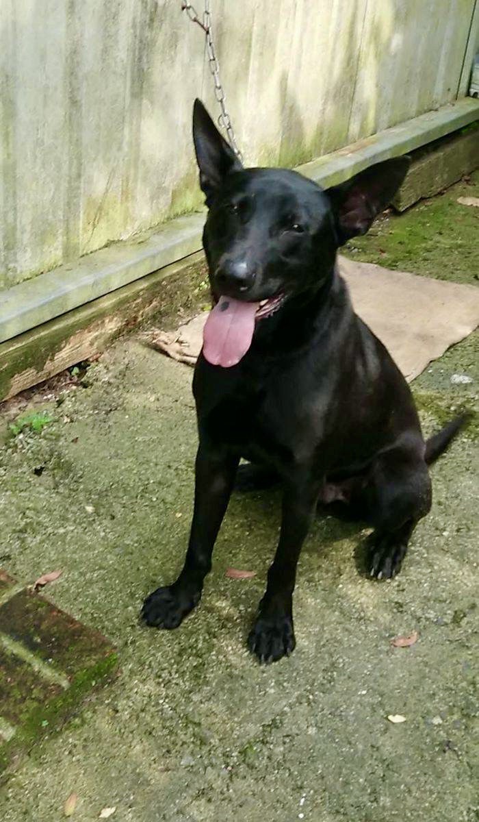 山中神犬園內照片