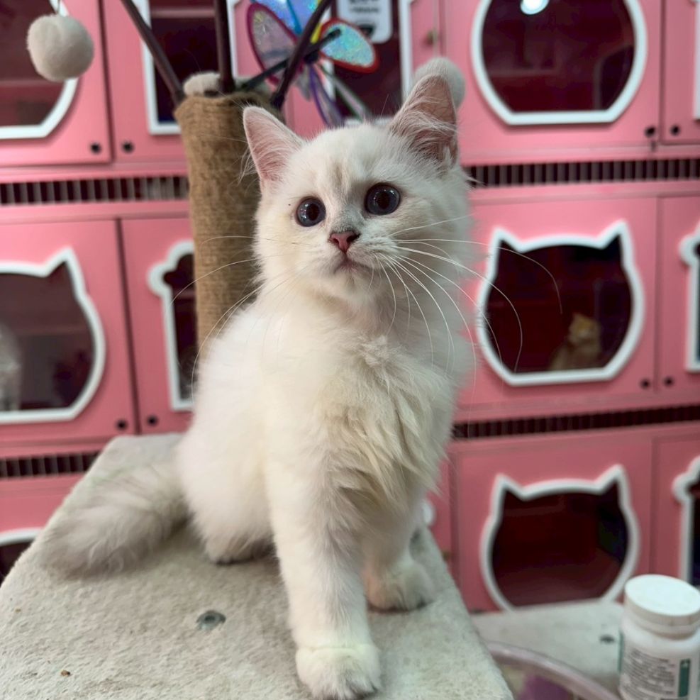 彰化英國長毛貓貓舍,英國長毛貓,英國長毛貓推薦