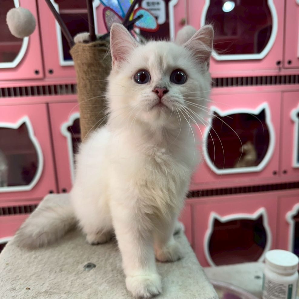 彰化英國長毛貓貓舍,英國長毛貓,英國長毛貓推薦