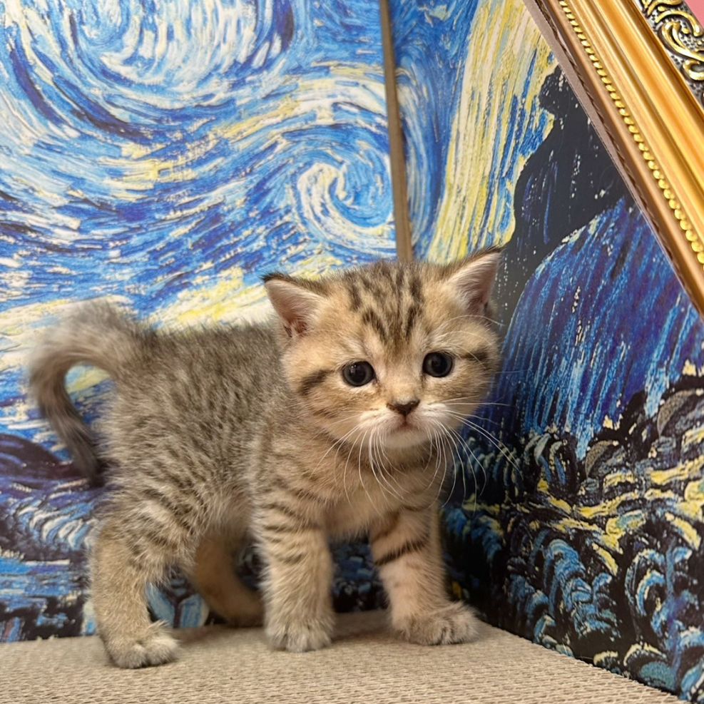 彰化貓舍,英短貓,英短貓推薦