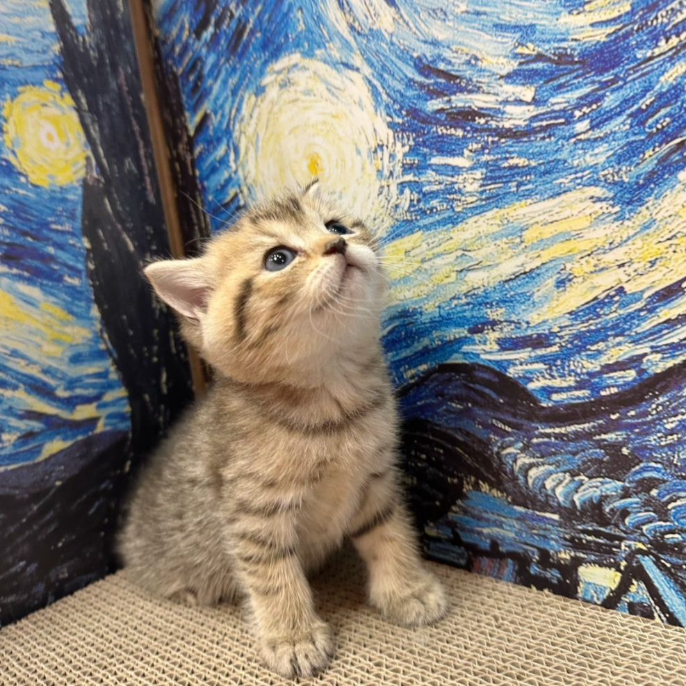 彰化貓舍,英短貓,英短貓推薦