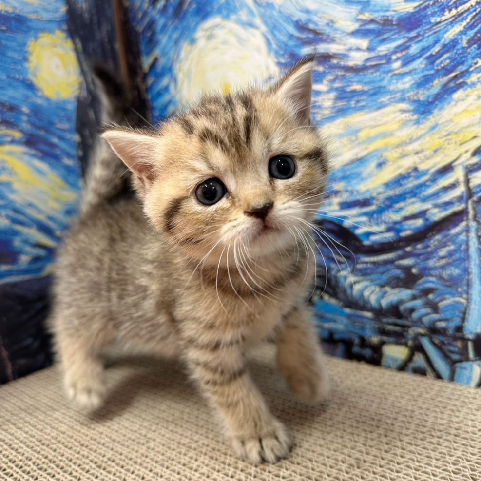 彰化貓舍,英短貓,英短貓推薦