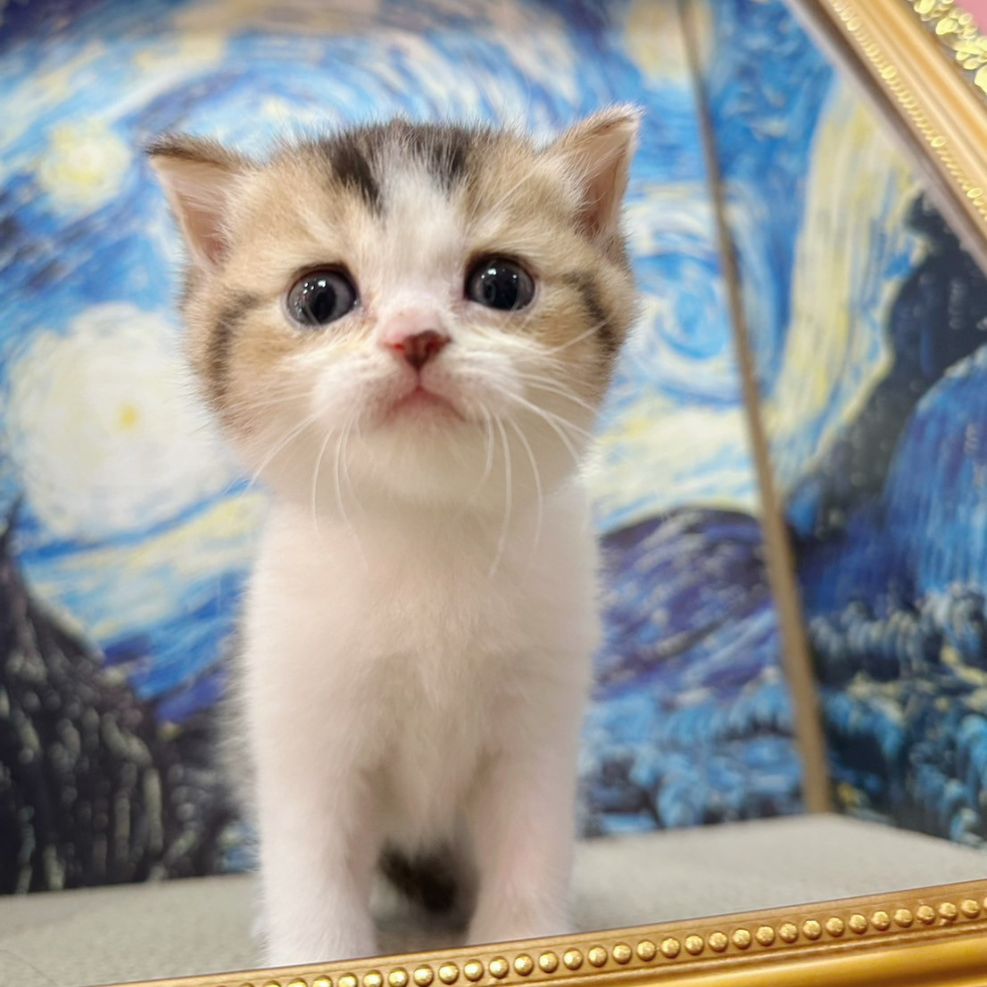 彰化貓舍,英短貓,英短貓推薦