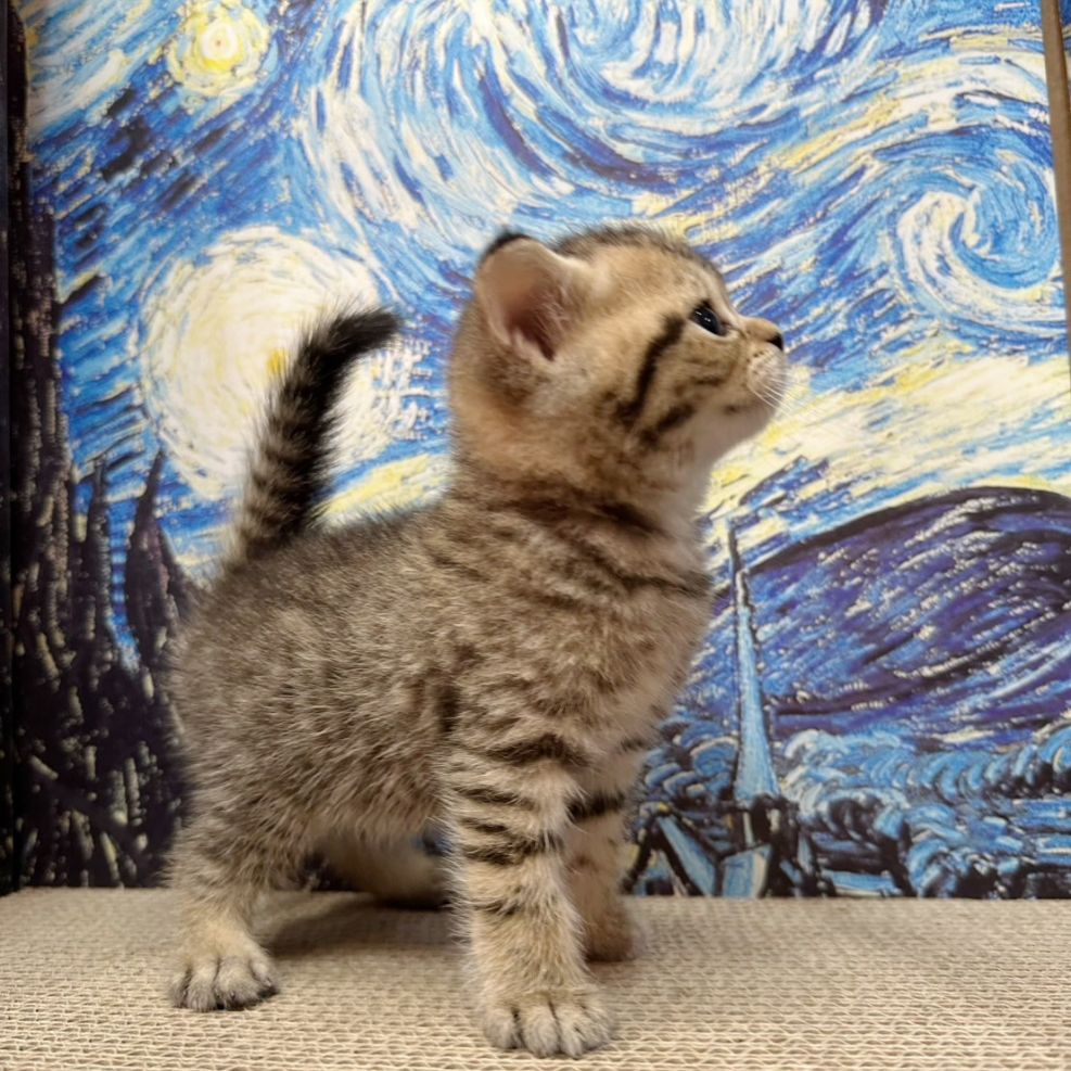 彰化貓舍,英短貓,英短貓推薦