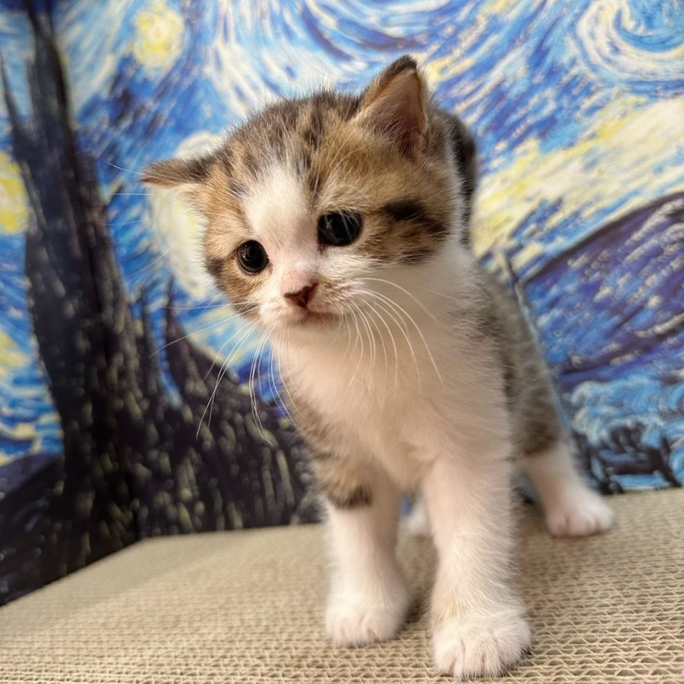 彰化貓舍,英短貓,英短貓推薦