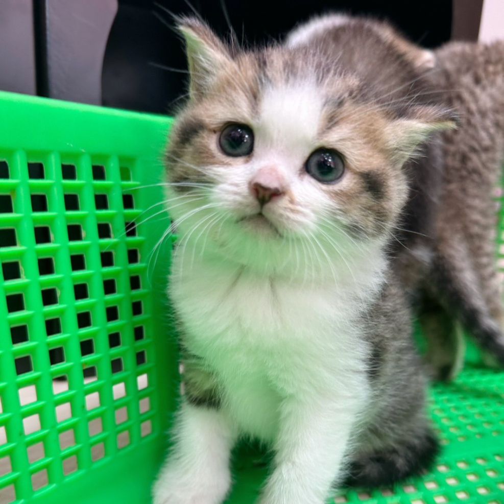 彰化貓舍,英短貓,英短貓推薦