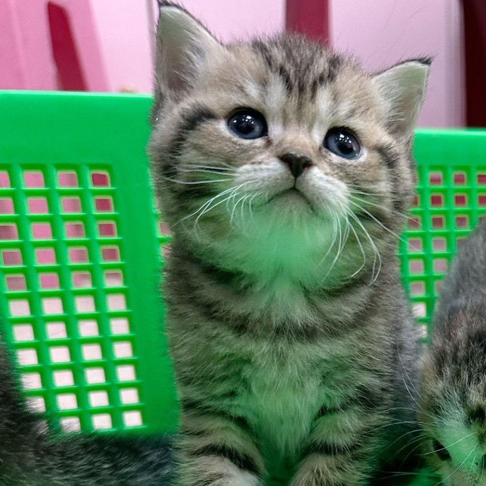 彰化貓舍,英短貓,英短貓推薦