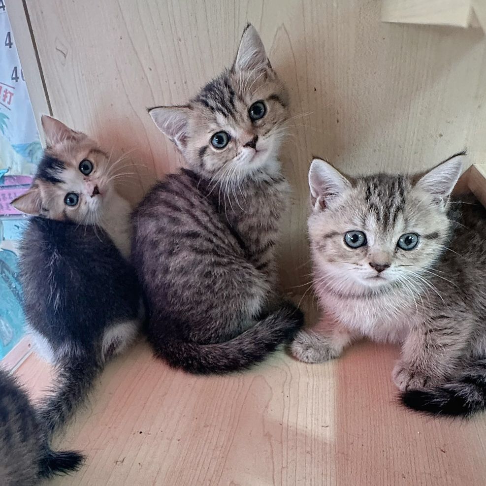 彰化貓舍,英短貓,英短貓推薦