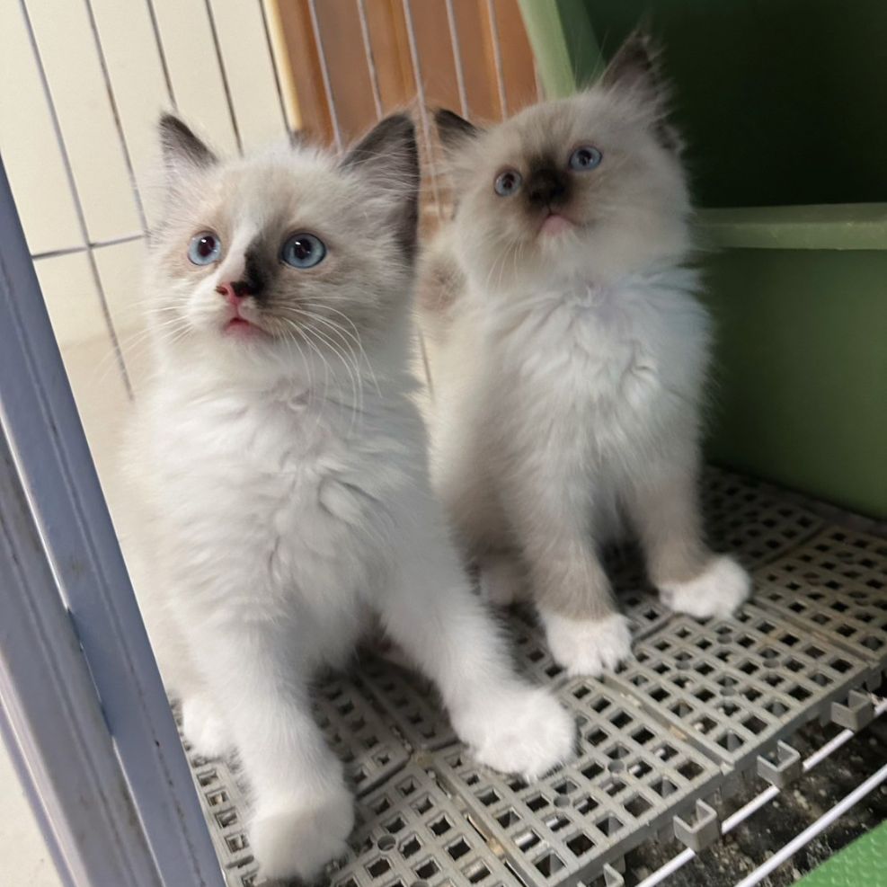 彰化貓舍,布偶貓