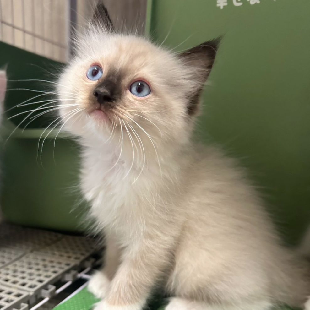 彰化貓舍,布偶貓