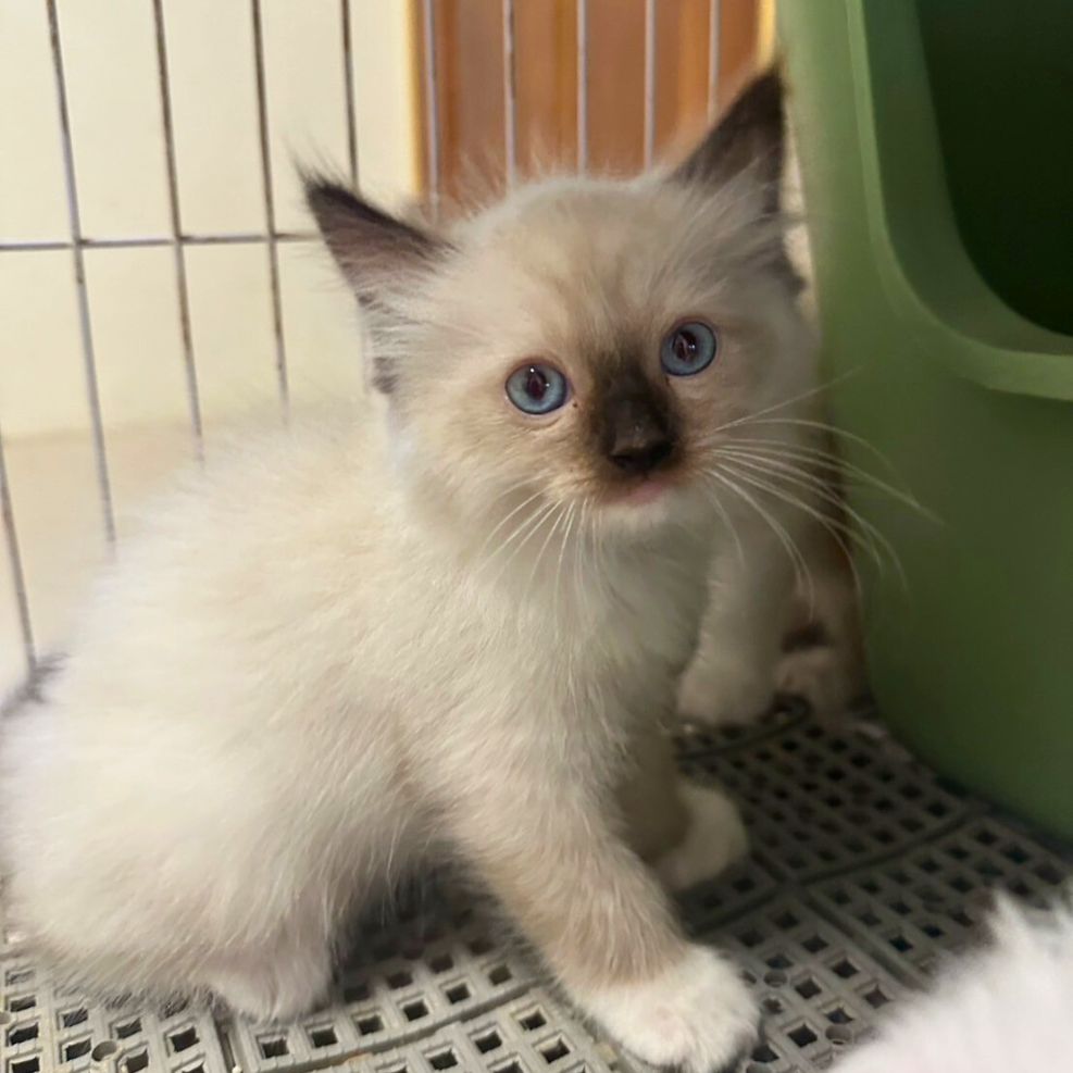 彰化貓舍,布偶貓