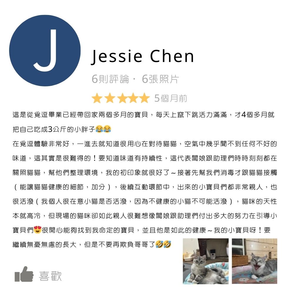 板橋貓舍,緬因貓舍,英短貓舍