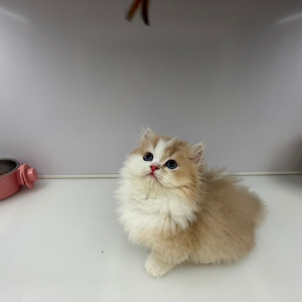 板橋貓舍,英國短毛貓