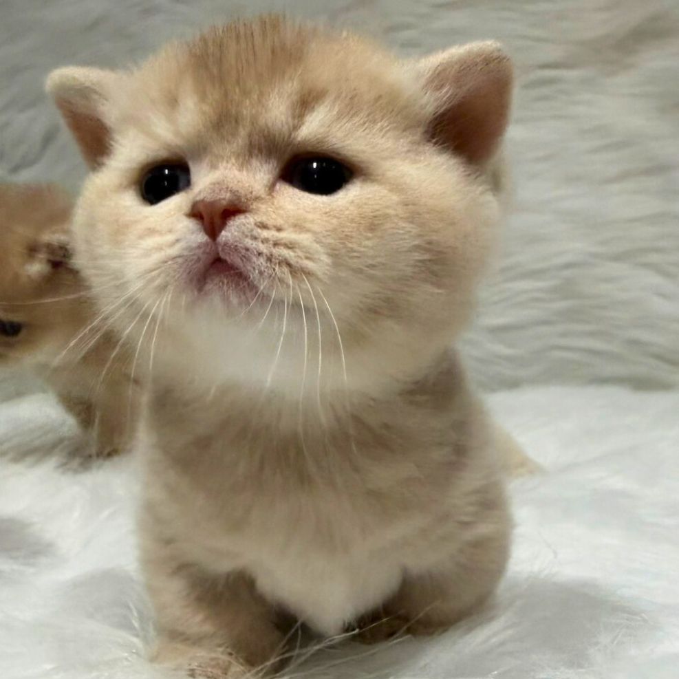 板橋貓舍,紫金漸層曼赤肯