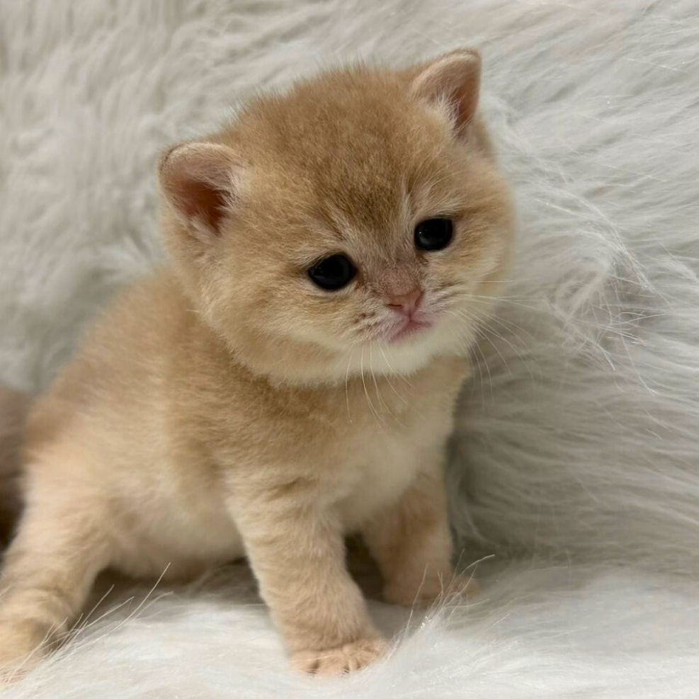 板橋貓舍,金漸層英短