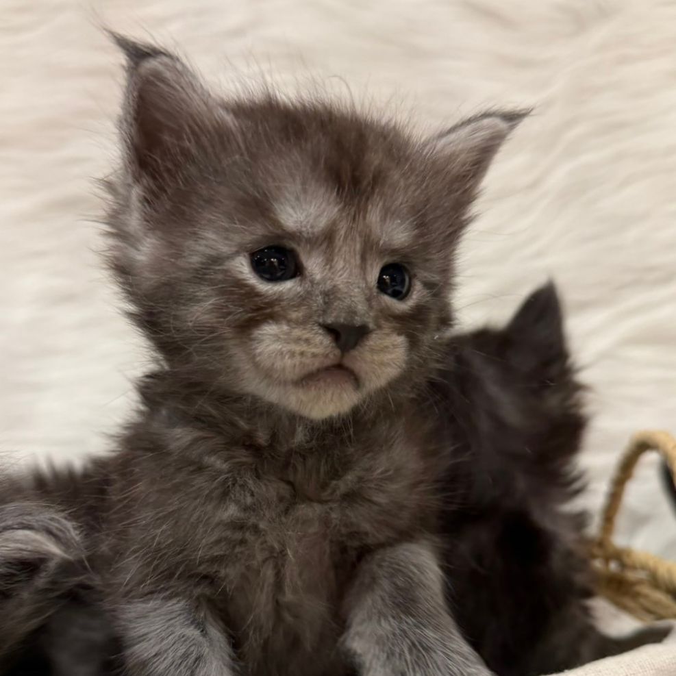 板橋貓舍,純白異瞳緬因