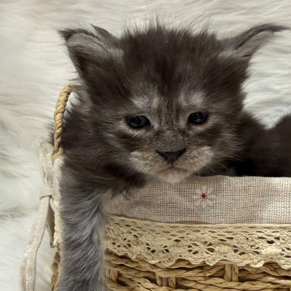 板橋貓舍,純白異瞳緬因