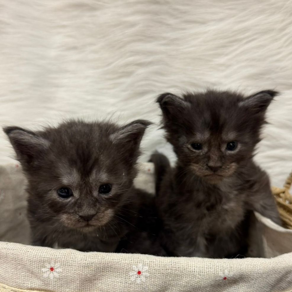 板橋貓舍,純白異瞳緬因