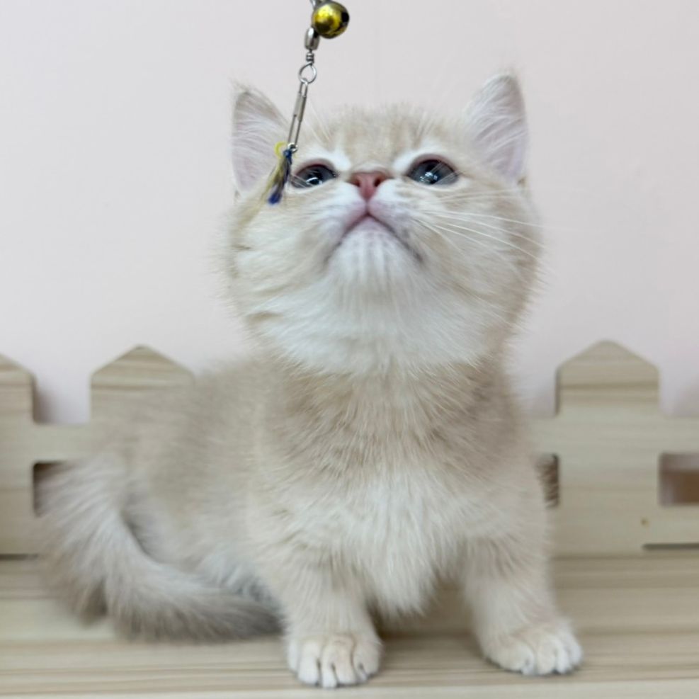 板橋貓舍,紫金漸層曼赤肯