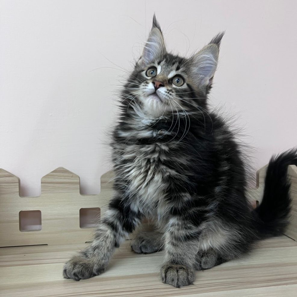 板橋貓舍,純白異瞳緬因