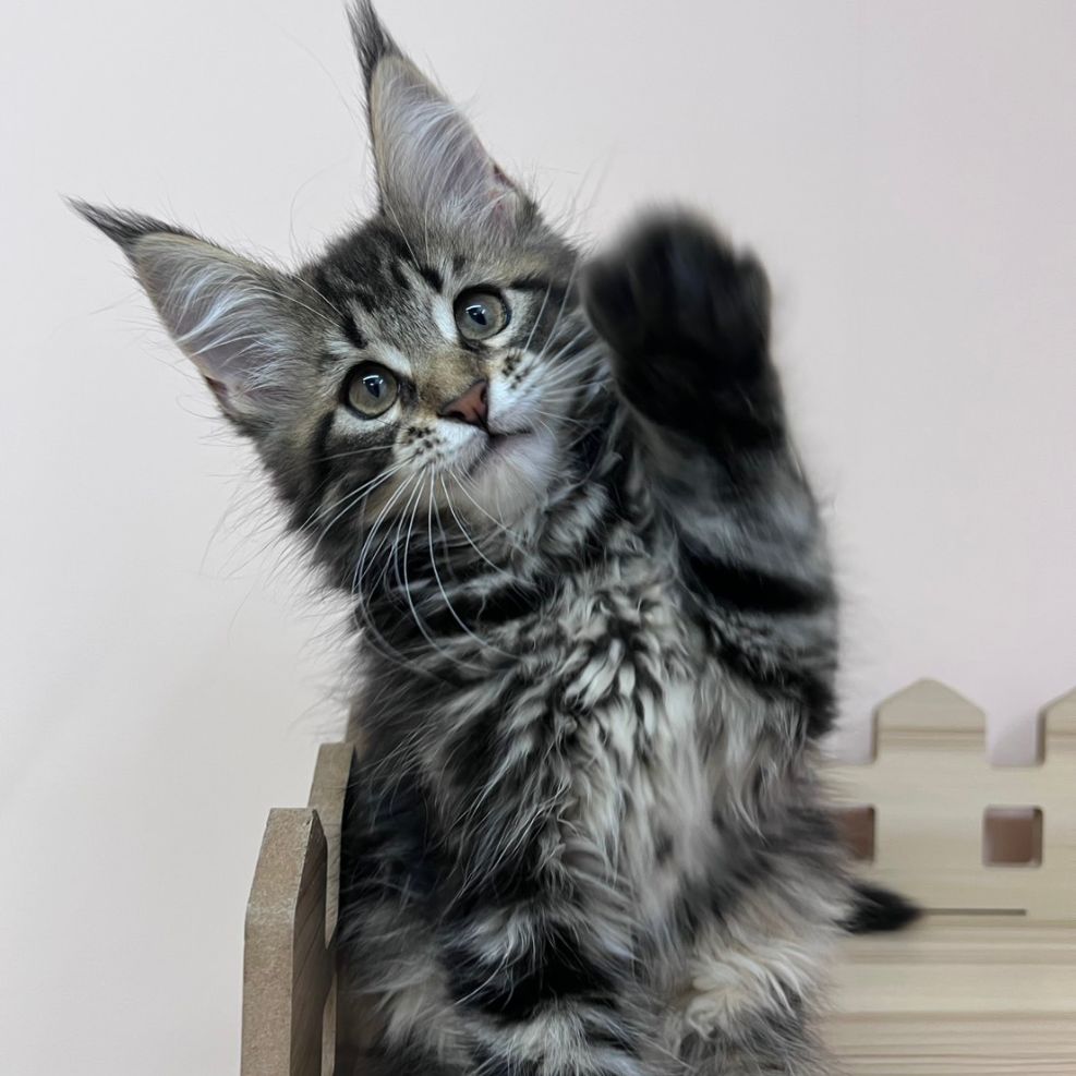 板橋貓舍,純白異瞳緬因