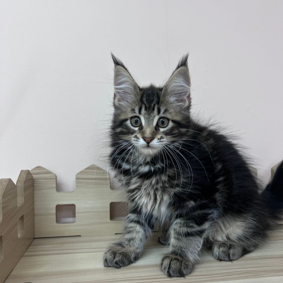 板橋貓舍,純白異瞳緬因