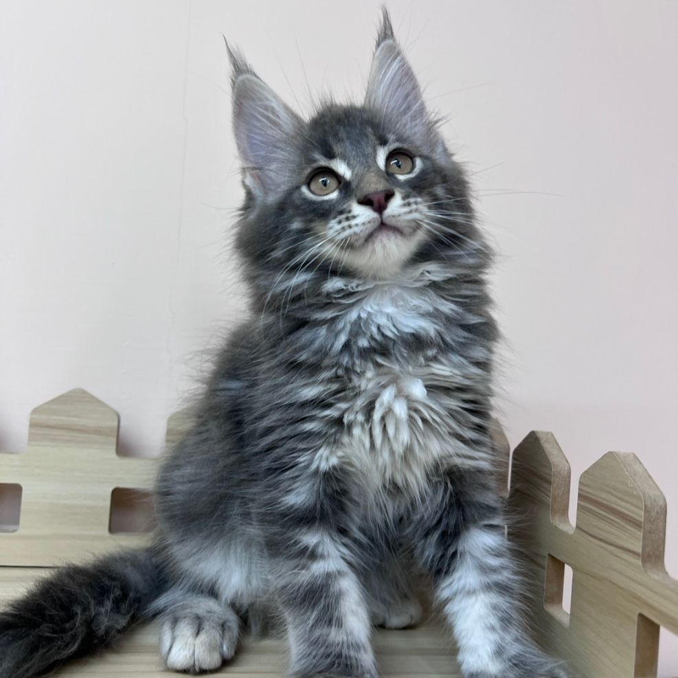 板橋貓舍,純白異瞳緬因