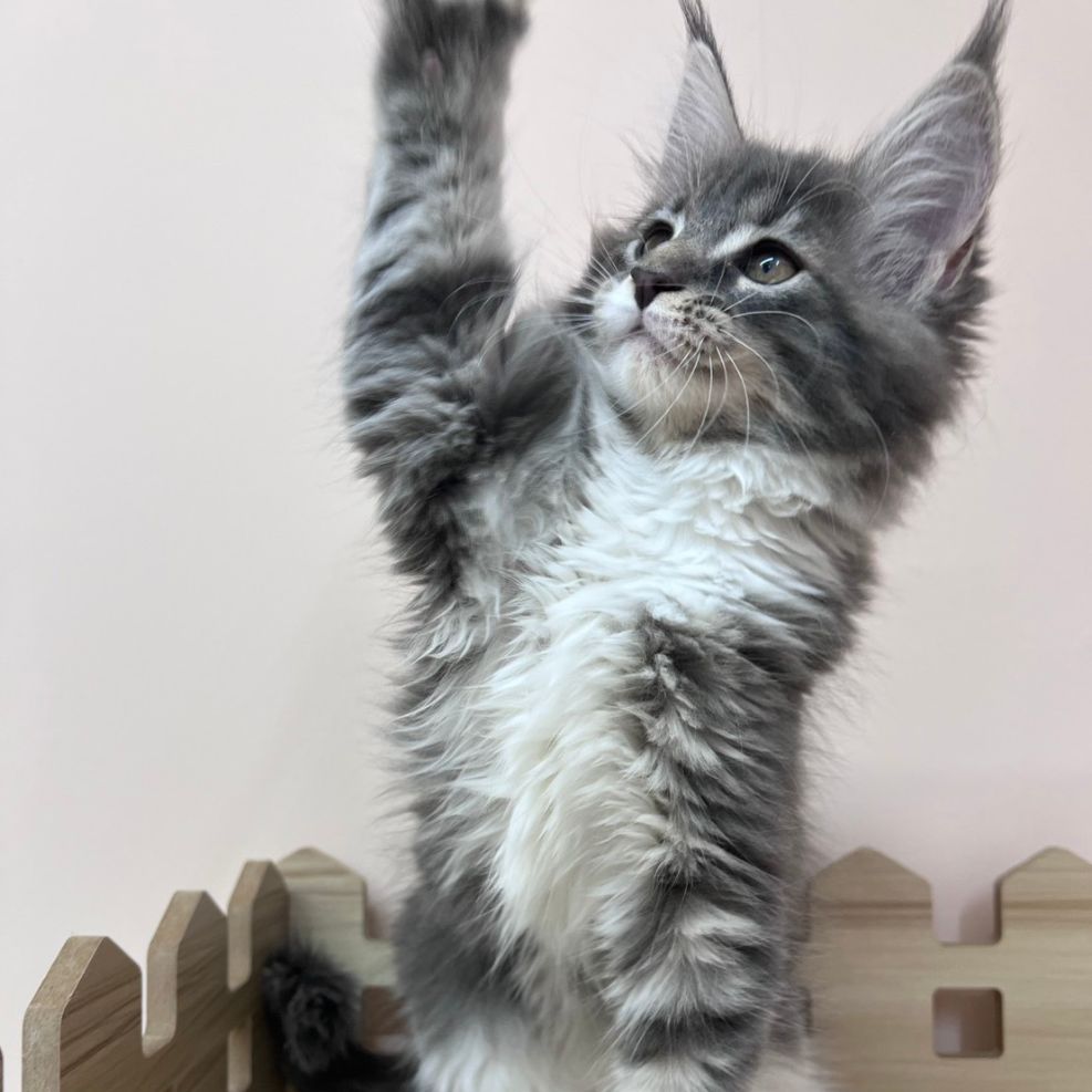 板橋貓舍,純白異瞳緬因