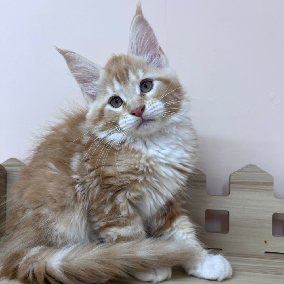 板橋貓舍,純白異瞳緬因