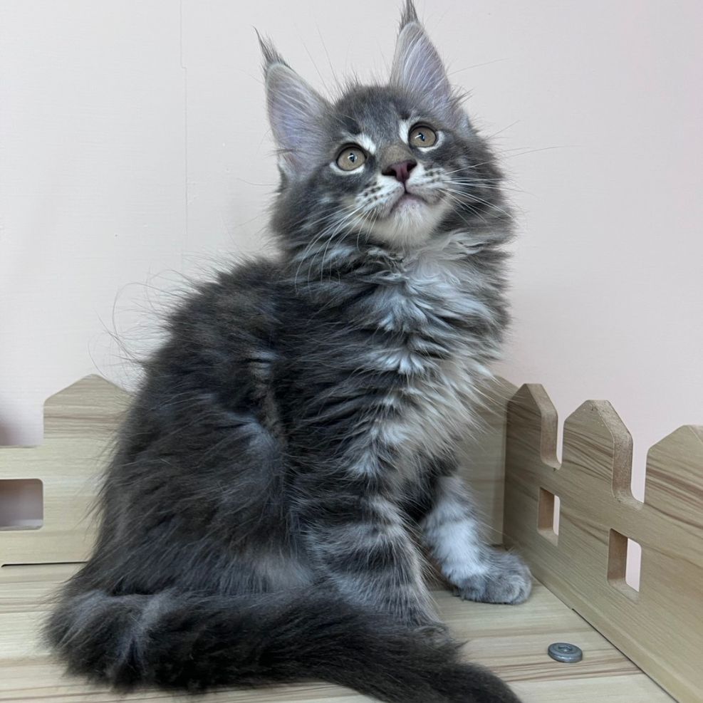 板橋貓舍,純白異瞳緬因