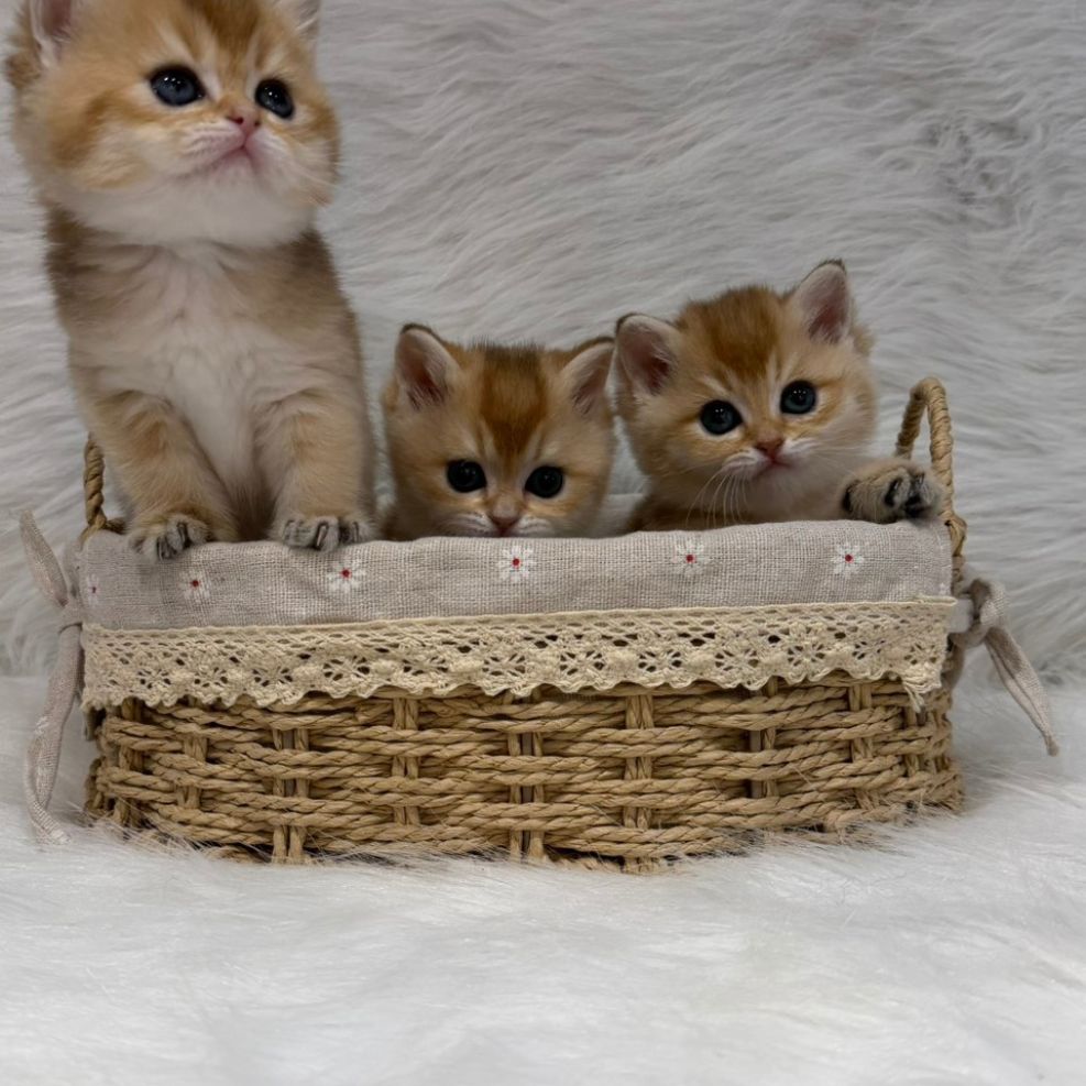 板橋貓舍,金漸層英短