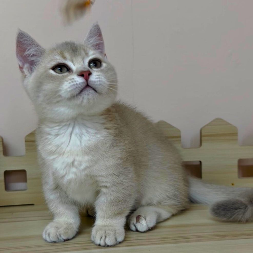 板橋貓舍,紫金漸層曼赤肯