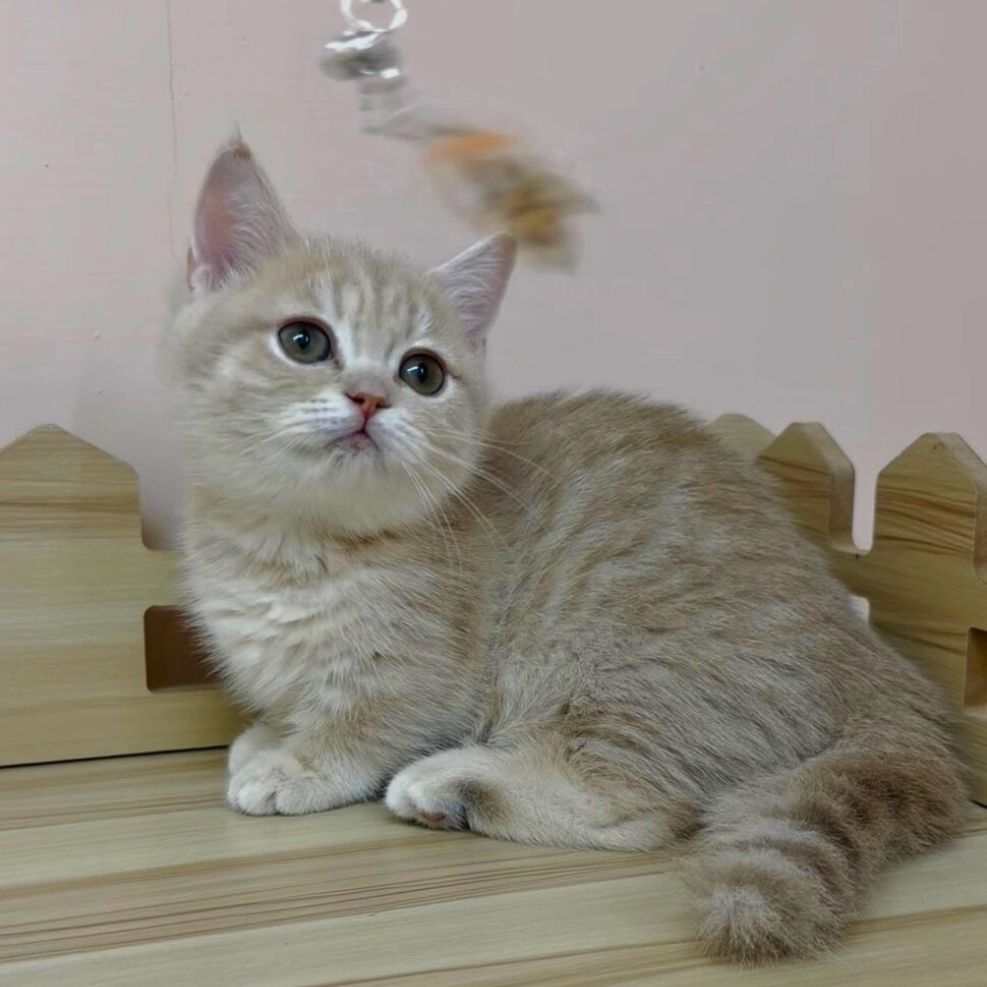 板橋貓舍,紫金漸層曼赤肯